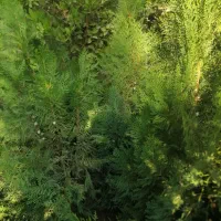 درختهای زینتی|گل و گیاه طبیعی|خفر, |دیوار