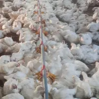 کارگر برای مرغداری