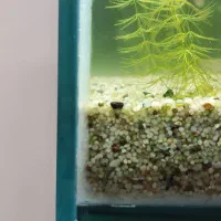 آکواریوم طرح ریملس|ماهی|بیرجند, |دیوار