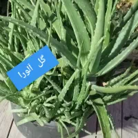 گل آلورا طبیعی