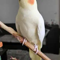 طوقی معاوضه با عروس هلندی و پرنده زینتی