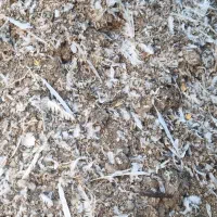 کود کبوتر یا ضل