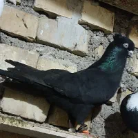 زاغ|پرنده|خرمشهر, |دیوار