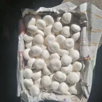 قارچ درجه یک
