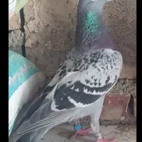 کبوتر آلمانی