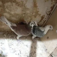 کفتر،المانی ، پرشی