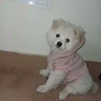 سگ میکس تربیت شده|سگ|اسلام‌شهر, شهرک قائمیه|دیوار