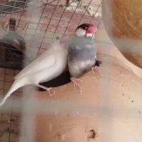 فروش فنچ نرگسی|پرنده|سراوان, |دیوار