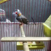 فنچ نر کینگ|پرنده|کرج, شاهین‌ویلا|دیوار