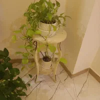 تعدادی گل گیاه بفروش می رسد|گل مصنوعی|رشت, دیانتی|دیوار