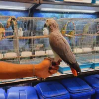 جوجه کاسکو رام و دستی و انواع طوطی سانان