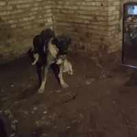 گمشده ماده پژدر