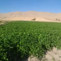 ۳۰هکتار زمین کشاورزی یک تیکه|فروش دفتر صنعتی، کشاورزی، تجاری|ماهیدشت, |دیوار