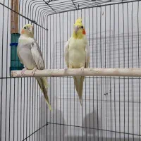 عروس هلندی تازه جفت و جوجه