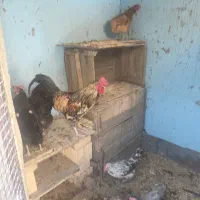 فروش مرغ تخمگذار و جوجه