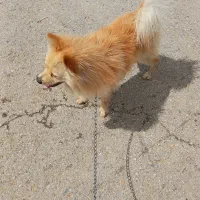 سگ پامرانین