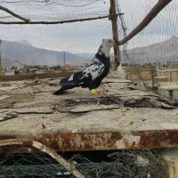 سرته سیا و زاغ گوره