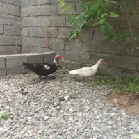 اردک اسراییلی  ۵عدد