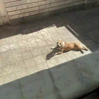 سگ امریکن بولی ماده