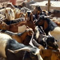 بزغاله فروشی|حیوانات مزرعه|کوهدشت, |دیوار