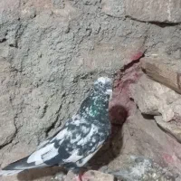 کبوتر|پرنده|سلفچگان, |دیوار