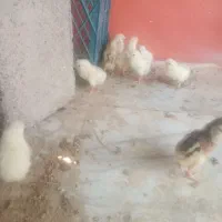 جوجه یک روز