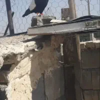 کبوتر|پرنده|شوشتر, |دیوار