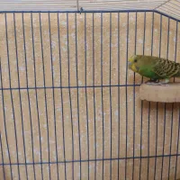 مرق عشق نر پنج ماهه