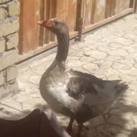 غاز دونه ای ۲تومن نر و ماده