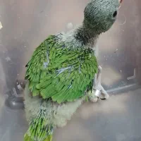 جوجه ملنگو