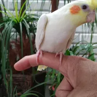 جوجه عروس هلندی|پرنده|اصفهان, الهیه|دیوار
