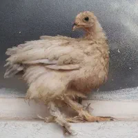 جوجه برهما»لاری برهما»رسمی