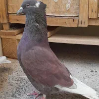 کبوتر نروماده|پرنده|ساوه, |دیوار