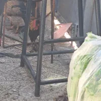 مرغ خروس