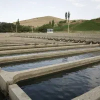 کارگر پرورش ماهی