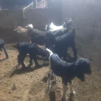 فروش بزبزغاله دار شیرا|حیوانات مزرعه|قاهان, |دیوار