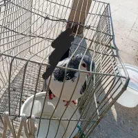 راهنمایی|فعالیت داوطلبانه|اصفهان, ارداجی|دیوار