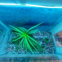 آکواریوم|ماهی|قم, انسجام|دیوار