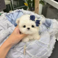 مالتیز کراس