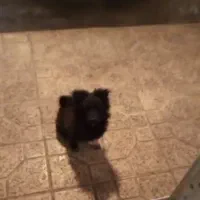 سگ پاکوتاه گم شد