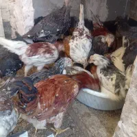 جوجه سه ماهه گلین زیر مرغی|حیوانات مزرعه|مشهد, گلشور|دیوار