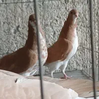 دوکت پلاکی کاکولی ، میولمنز، خوشرنگ ، سرور ، شامی|پرنده|مبارکه, |دیوار