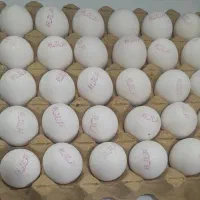 پخش تخم مرغ|خوردنی و آشامیدنی|باغستان, |دیوار