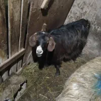 یونجه دستچین شده