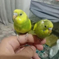 فروش 2 عدد مرغ عشق نیمه دستی  دونه ای150|پرنده|مهدی شهر, |دیوار