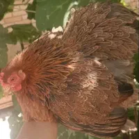 کوشین پاتریج دارک گلد  رنگ خاص و زیبا