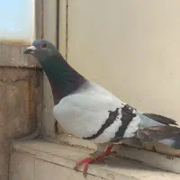 کبوتر شازده  سبز و کله زرد الماسی سبز پلاکی