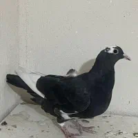 کبوتر پرنده|پرنده|شیراز, فرهنگیان|دیوار