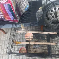 عروس هلندی و ۱ کوتوله