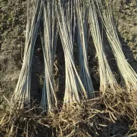 فروش نهال صنوبر و کبوده یک ساله و دوساله|خدمات باغبانی و درختکاری|اصفهان, شاهزاده ابراهیم|دیوار